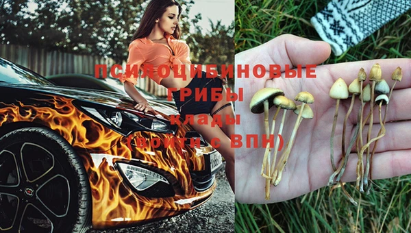 индика Вяземский